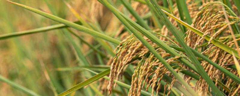 板仓粳糯水稻种子简介，粳型常规晚糯稻中熟品种