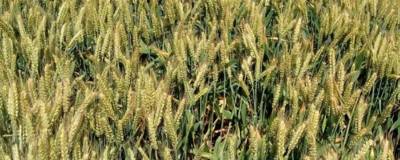 中育1220小麦种子介绍，属半冬性中晚熟品种