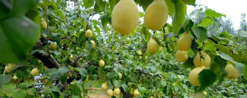 梨树种植季节，应该在什么时间种植