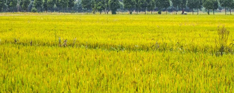 华1201S水稻种子介绍，秧田亩播种量20公斤
