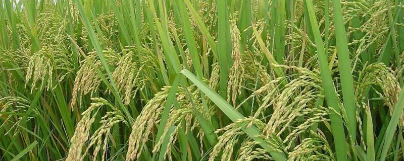 华1228S水稻种子特点，始穗期防治螟虫一次
