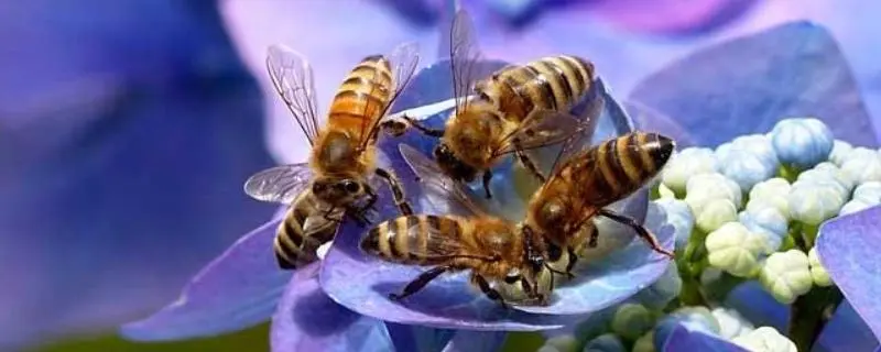 蜜蜂采蜜的最佳时间，收蜜的技巧