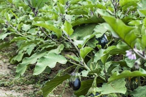 种植茄子怎么管理水肥，结合培土工作追施肥料