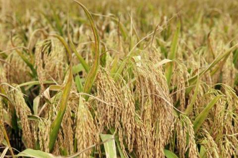 万象优111水稻品种简介，属中熟籼型中稻品种