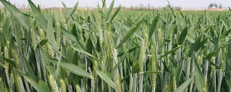 囤麦127小麦种子特征特性，全生育期230～232天