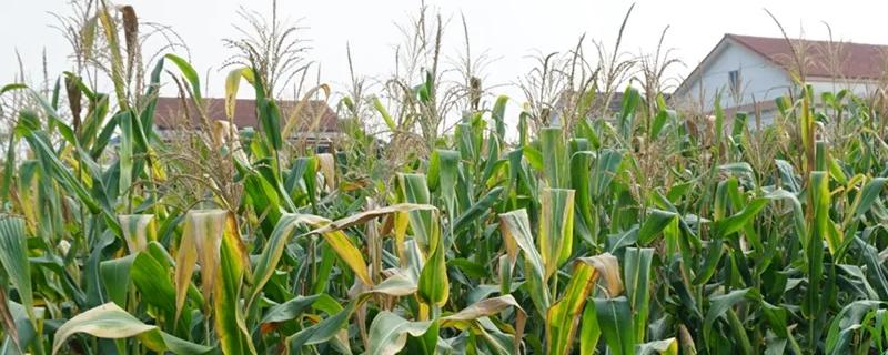 华科425玉米品种的特性，在适应区4月25日左右播种