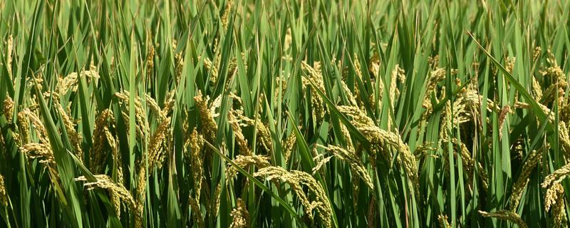 华航53号水稻种子特点，感温型常规稻品种