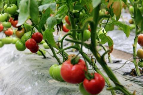 西红柿死棵的防治方法，夏季闷棚时要注意干闷与湿闷的结合