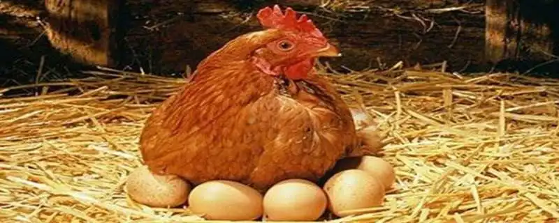 蛋鸡养殖技巧，管理要点分享