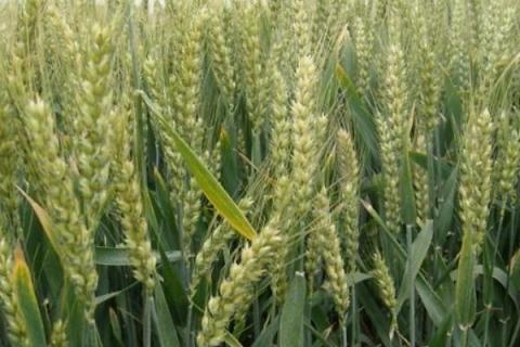 酒春8号小麦种子特征特性，生育期102天左右