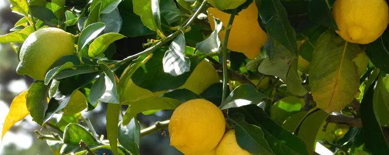 柠檬树的种植，肥料选择的重要性