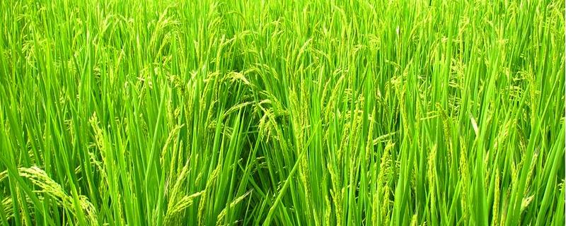 五优76水稻品种的特性，6月15日-20日播种