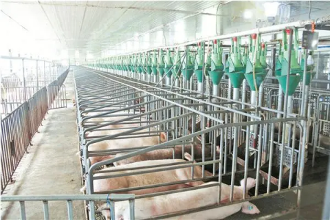 养猪场的环境要求，如何为猪提供生活环境