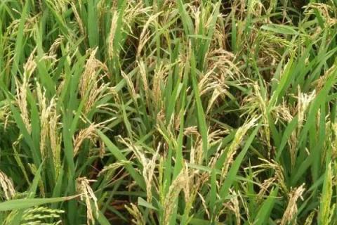 鸿源6号水稻品种的特性，注意病虫草害防治