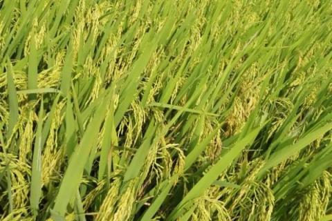 洪优华占水稻品种的特性，该品种株型适中