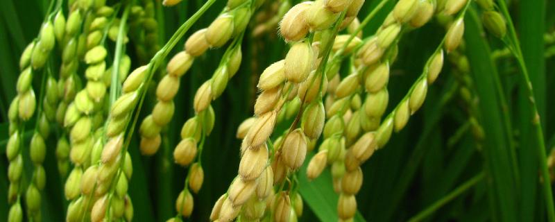 荃优3745水稻种子介绍，稻曲病的防治工作