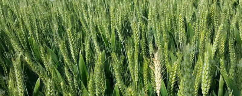 洛麦31小麦种子介绍，高肥力地块亩播量8-10公斤