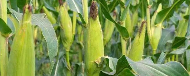 小糯3号（试验名称：小糯3号）玉米种子介绍，密度4000株/亩左右