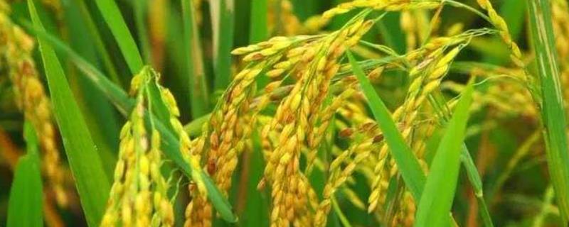 晋稻16号水稻种子特征特性，生育期157天左右