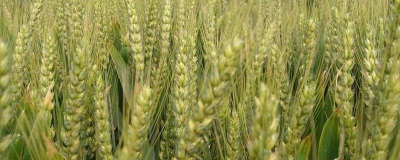 淮麦920小麦品种简介，半冬性中熟品种