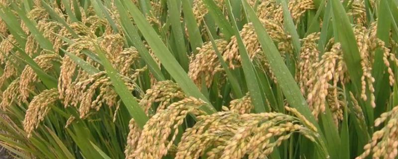 银丰优1238水稻种子介绍，注意稻瘟病等病虫害的防治