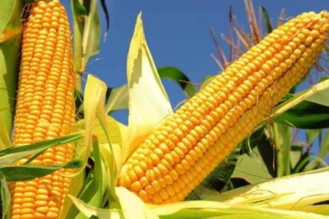 宽玉1102玉米种子特征特性，中等肥力以上地块栽培