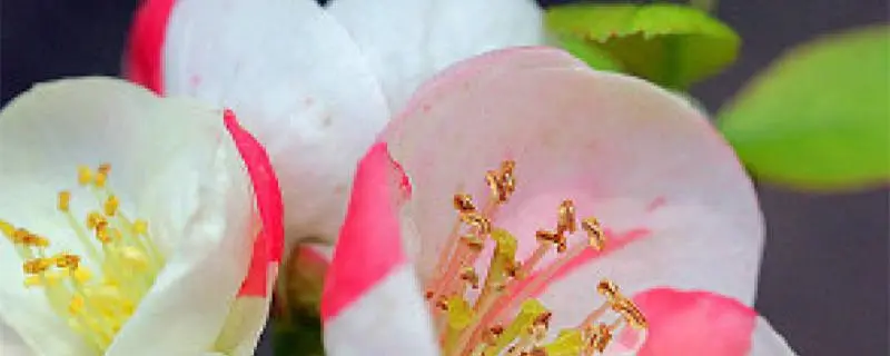 如何种植东洋锦海棠，了解这种植物