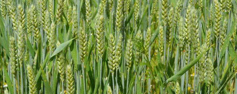 襄麦D31小麦种子特点，小穗着生密度中等