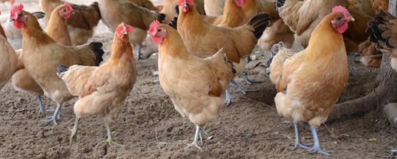 土鸡冬天不下蛋如何处理，采取提高舍温、补充营养等措施可增加产蛋量