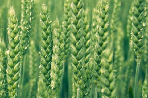 兰天131小麦种子特点，密度以30万粒/亩为宜