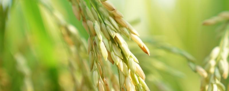 农香优雅占水稻品种简介，全生育期128.9天