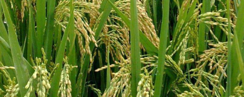 巡两优705水稻品种简介，感温籼型两系杂交水稻品种