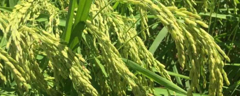 华粳40水稻品种的特性，全生育期为136.3天