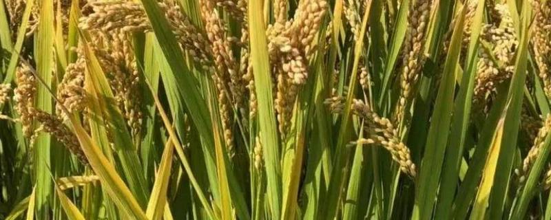荃优华占水稻种子介绍，鄂北4月下旬播种