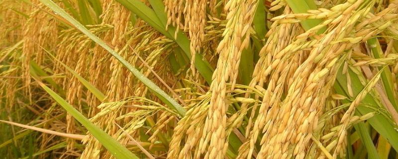 Y两优800水稻种子特点，籼型两系杂交水稻品种