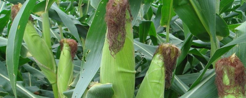 苏玉44玉米品种的特性，防治地下害虫