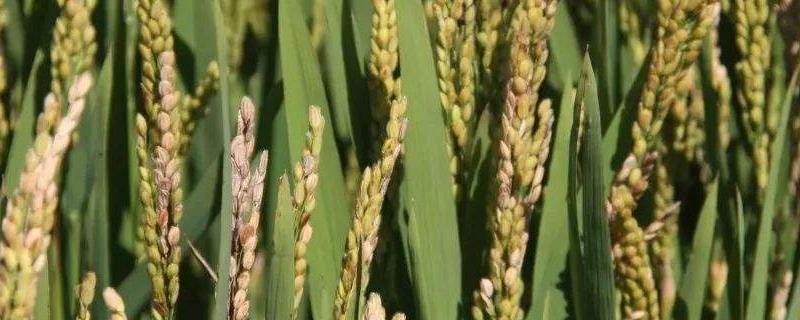 广粳16水稻品种的特性，中抗白叶枯病（病指28）