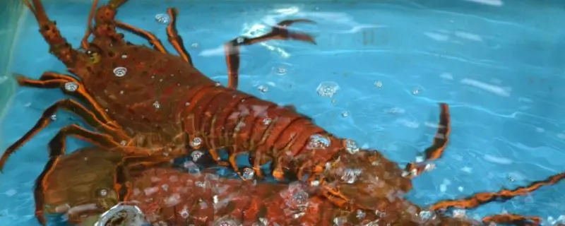 澳洲龙虾的养殖，打造高效盈利的养殖场
