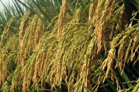苏秀8608水稻种子简介，高抗条纹叶枯病