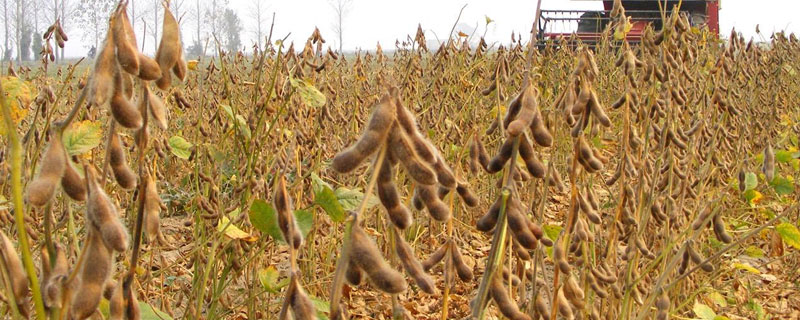 晋豆50号大豆种子简介，8月上中旬注意防治大豆食心虫