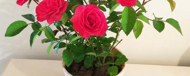 玫瑰盆栽养殖方法，养殖技巧和注意事项