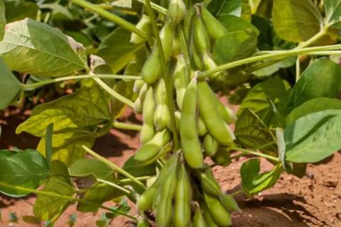 东盛2号大豆品种的特性，播种时施入剩余30%的化肥