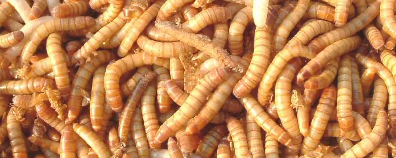 黄粉虫的养殖技术，生命周期和繁殖方式