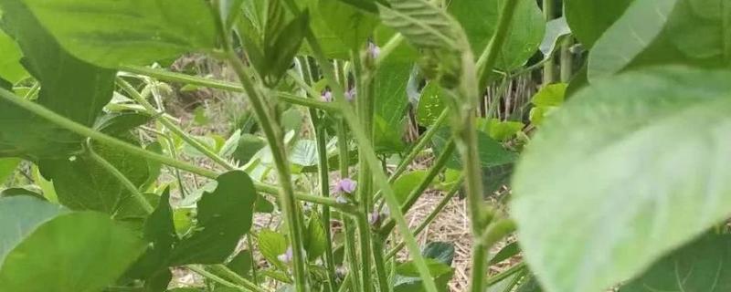 莆豆6号大豆种子介绍，选择土壤肥力中上