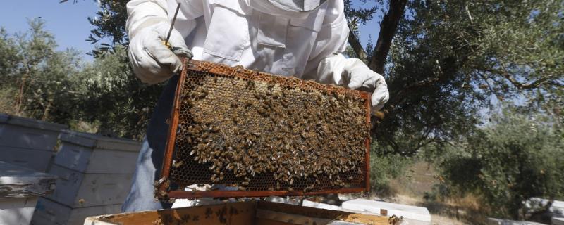 近距离搬蜂的最佳方式，搬蜂后要加强蜂群的管理