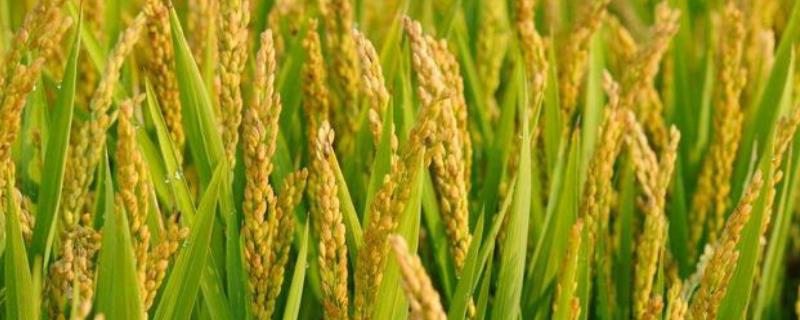 早优929水稻种子特征特性，全生育期为125.2天