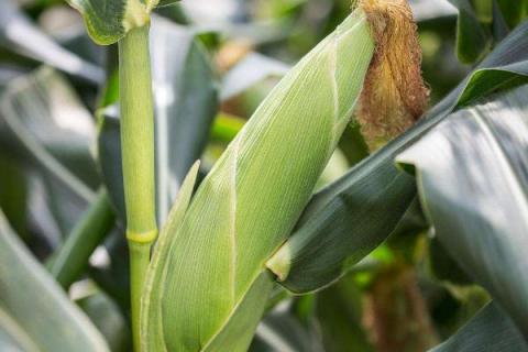 屯玉358玉米种子特征特性，及时防治虫害