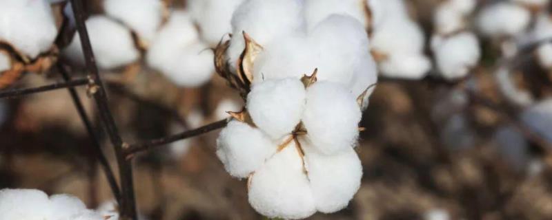 苏棉30棉花品种的特性，生育期105天