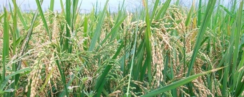 广两优1813水稻种子特征特性，中籼两系杂交稻品种