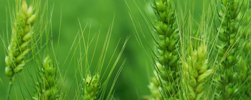 光泰68小麦种子特征特性，属半冬性晚熟品种